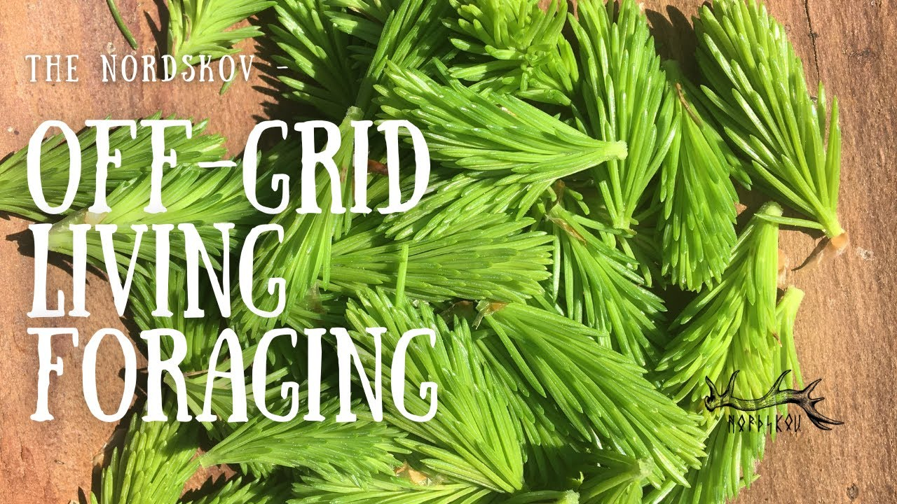 Off Grid Living | Foraging