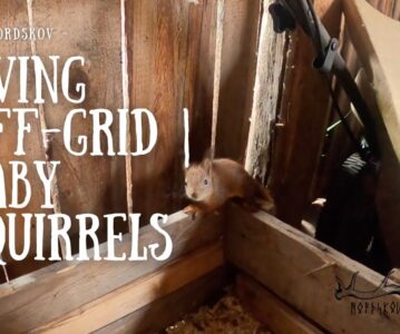 Living off-grid | Baby squirrels