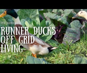 Runner ducks | Off grid living