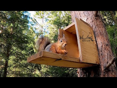 Tiny house extension | Autumn DIY projects Vlog