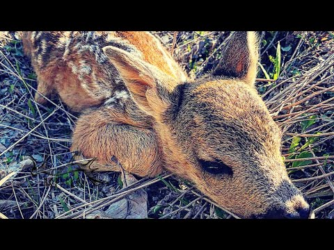 Plant your face off and saving deer | Off grid vlog